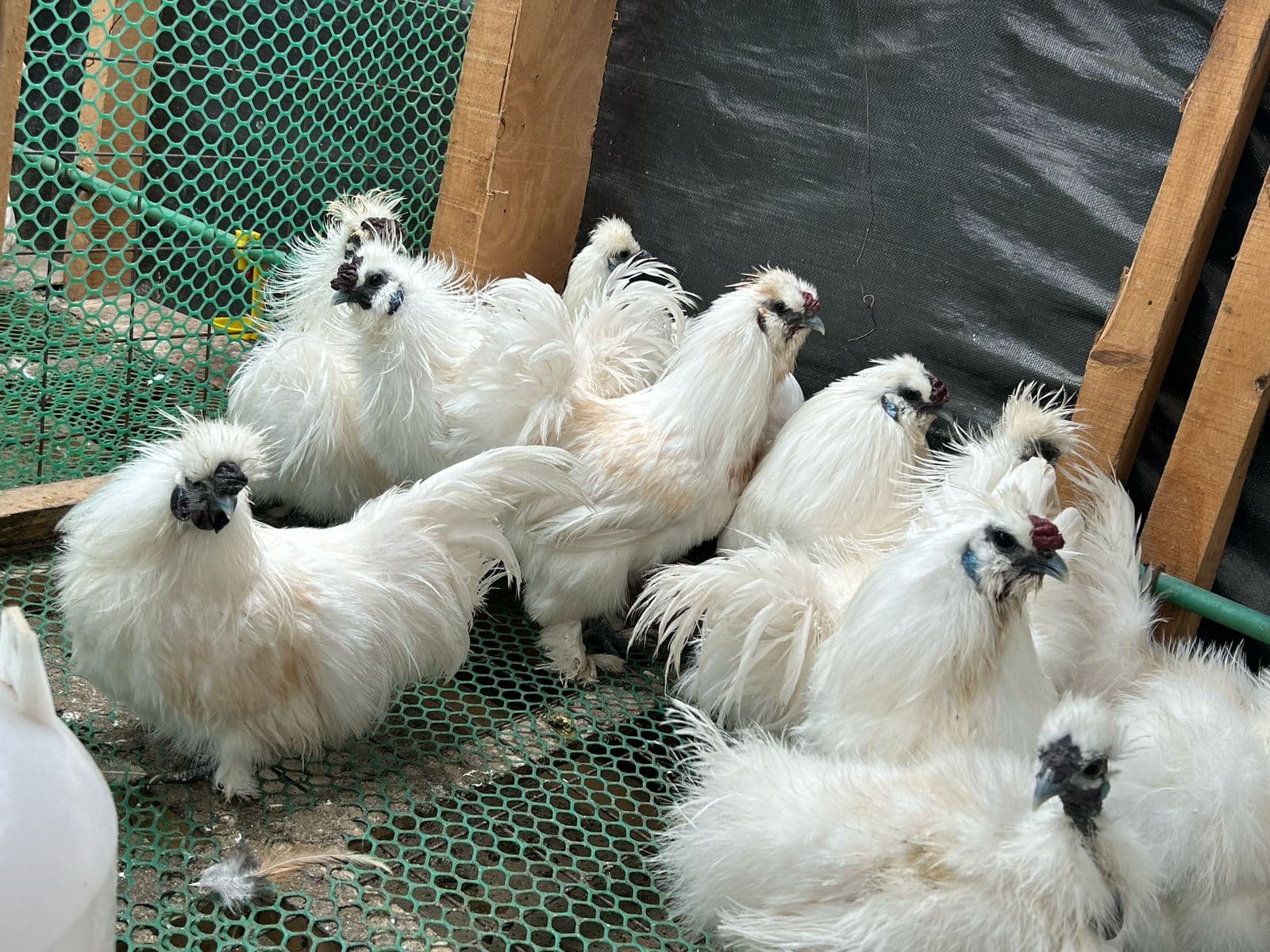 Silkie Chickens: Everything Chicken Owners Should Know